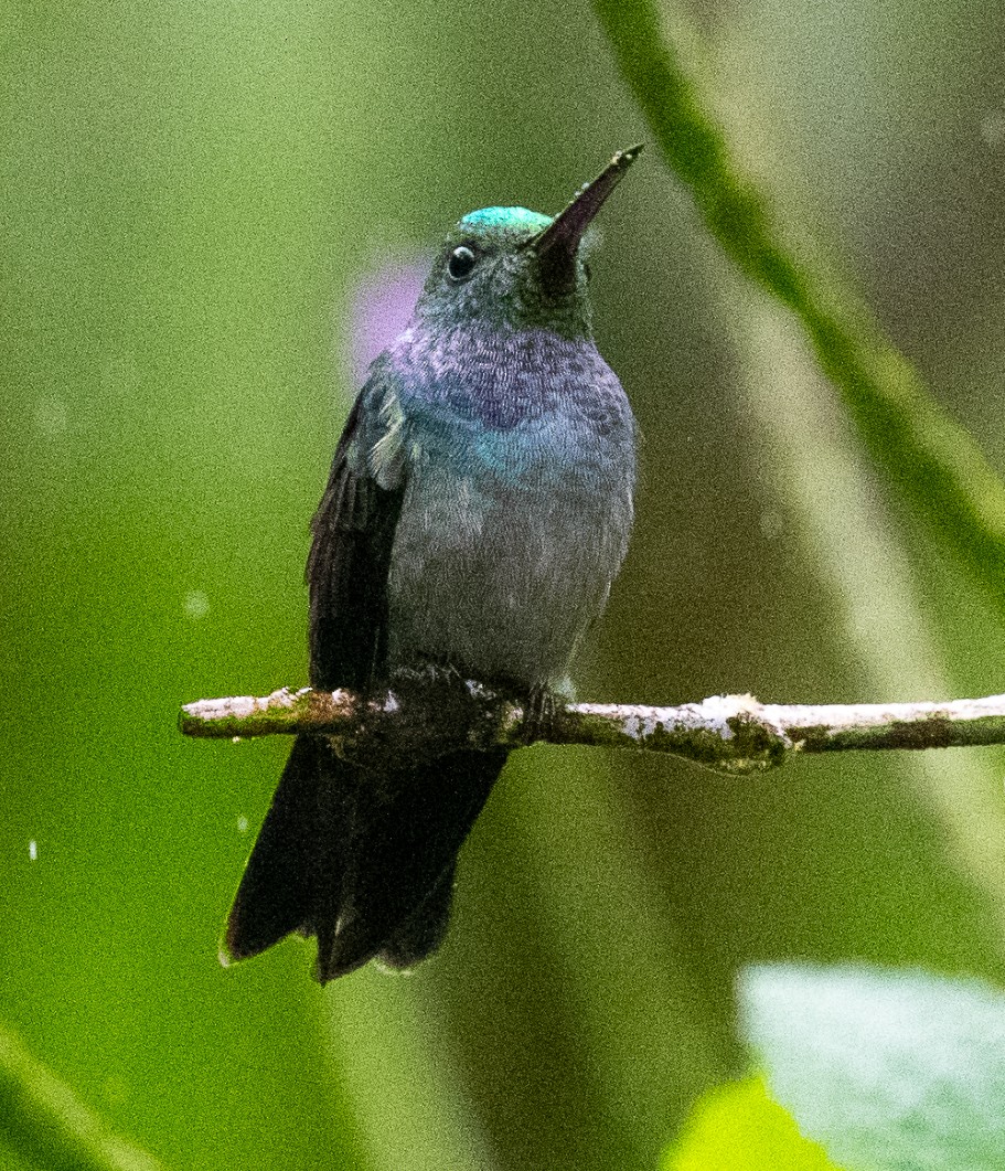 Blue-chested Hummingbird - ML651980856