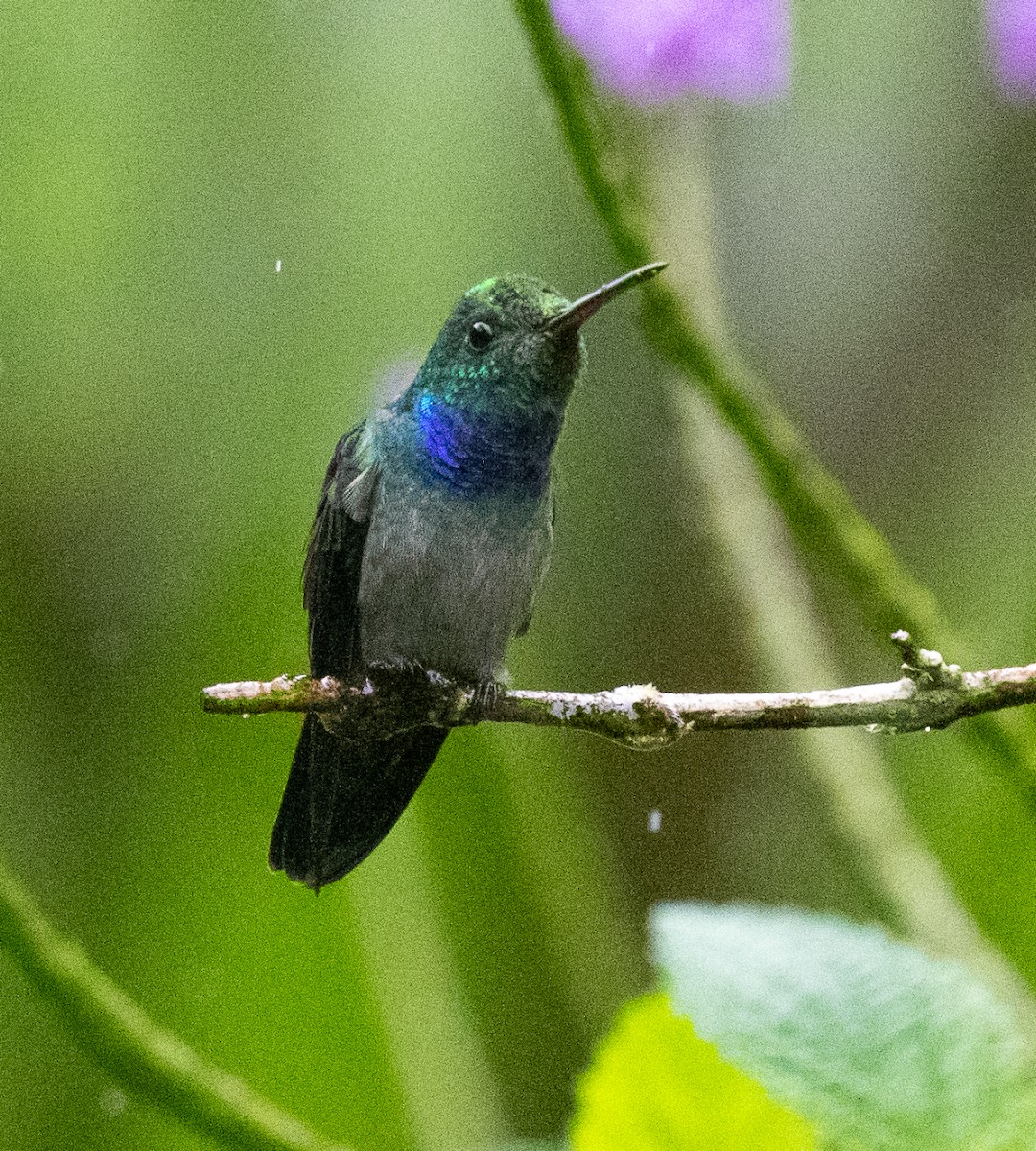 Blue-chested Hummingbird - ML651980859