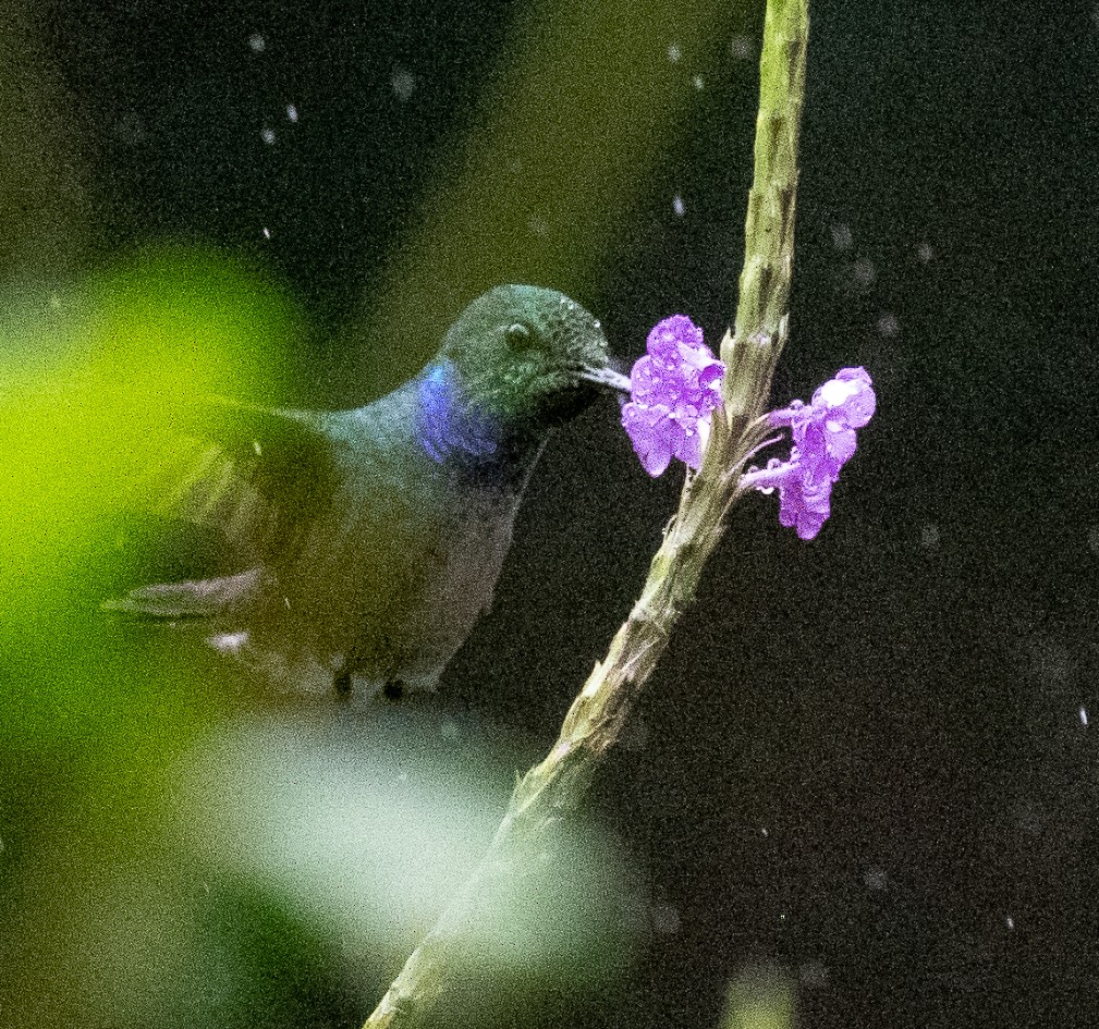 Blue-chested Hummingbird - ML651980860