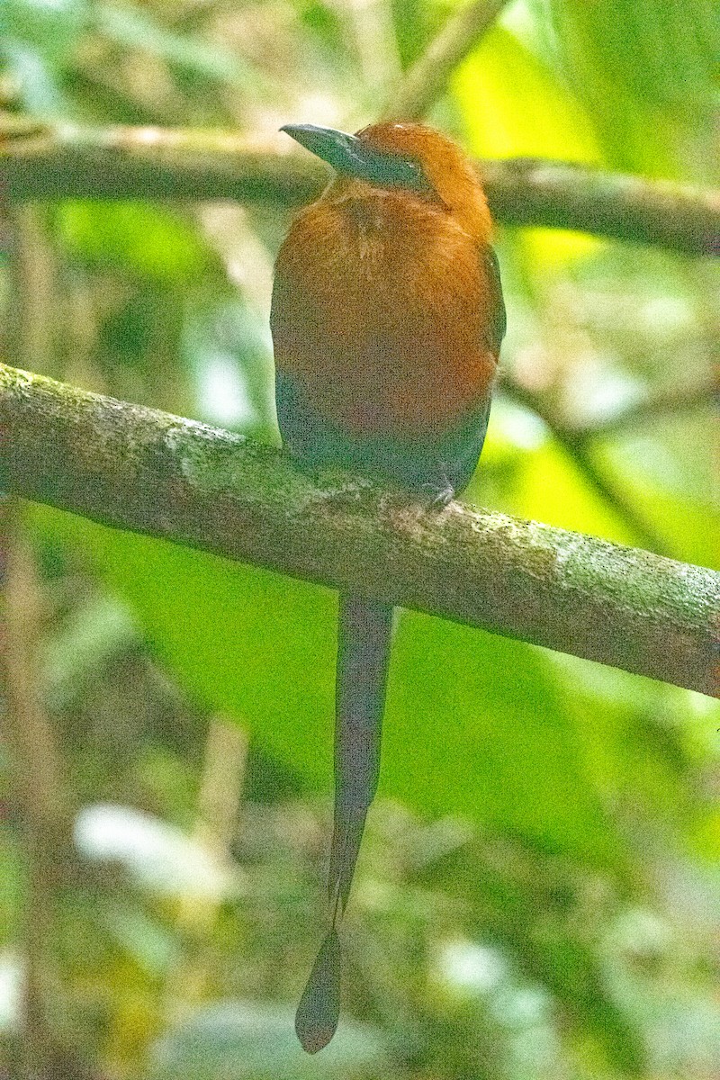 Rufous Motmot - ML651980868