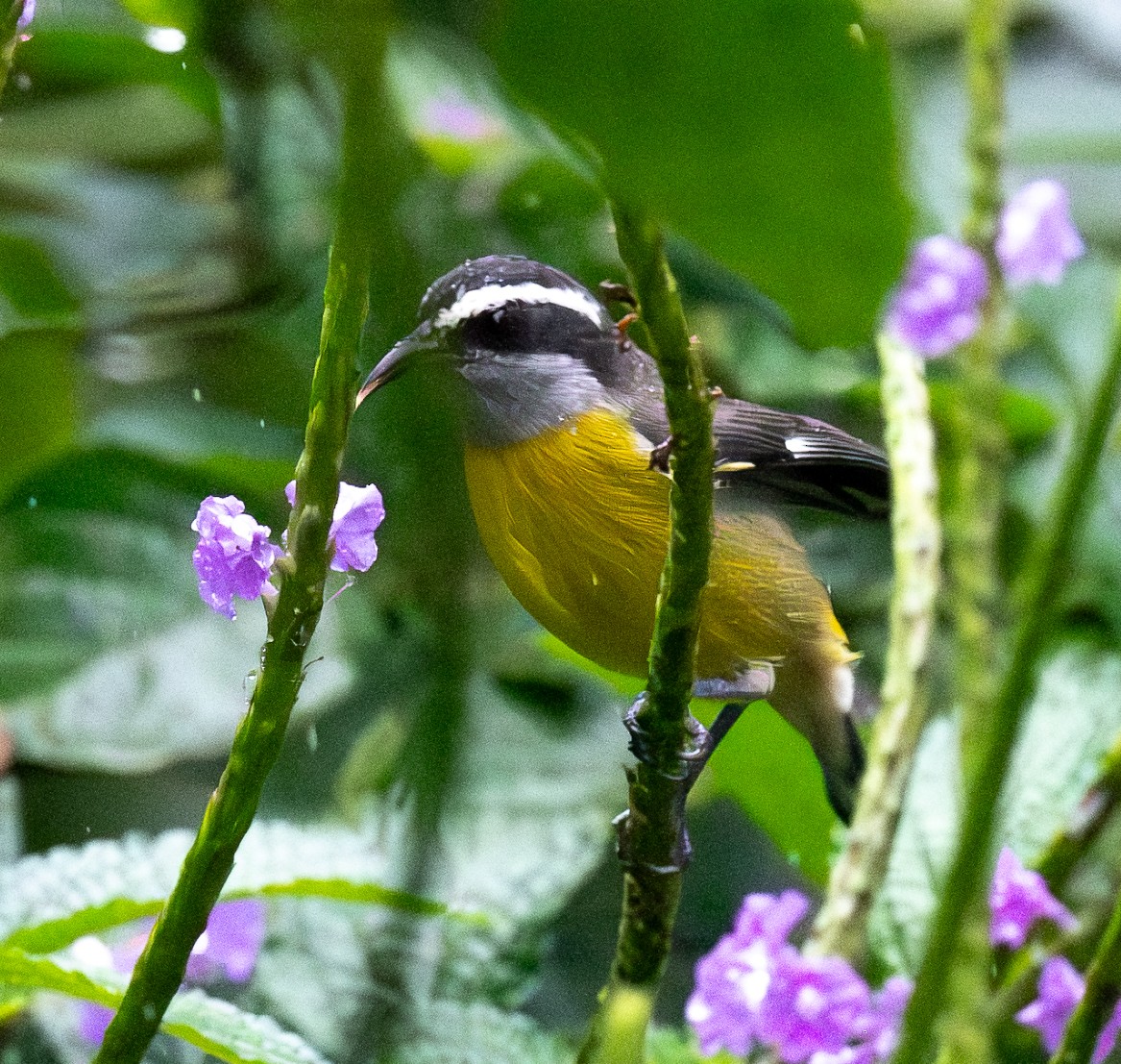 Bananaquit - ML651980924