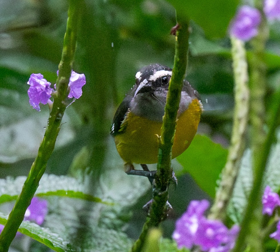 Bananaquit - ML651980927