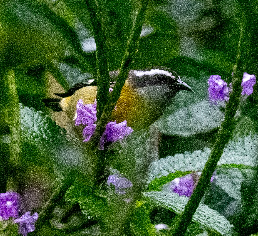 Bananaquit - ML651980930