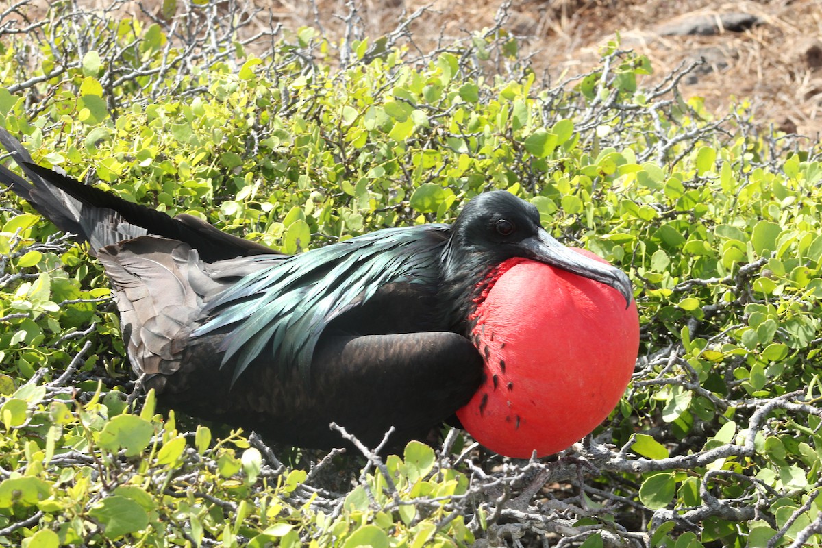 Большой фрегат - ML651980931