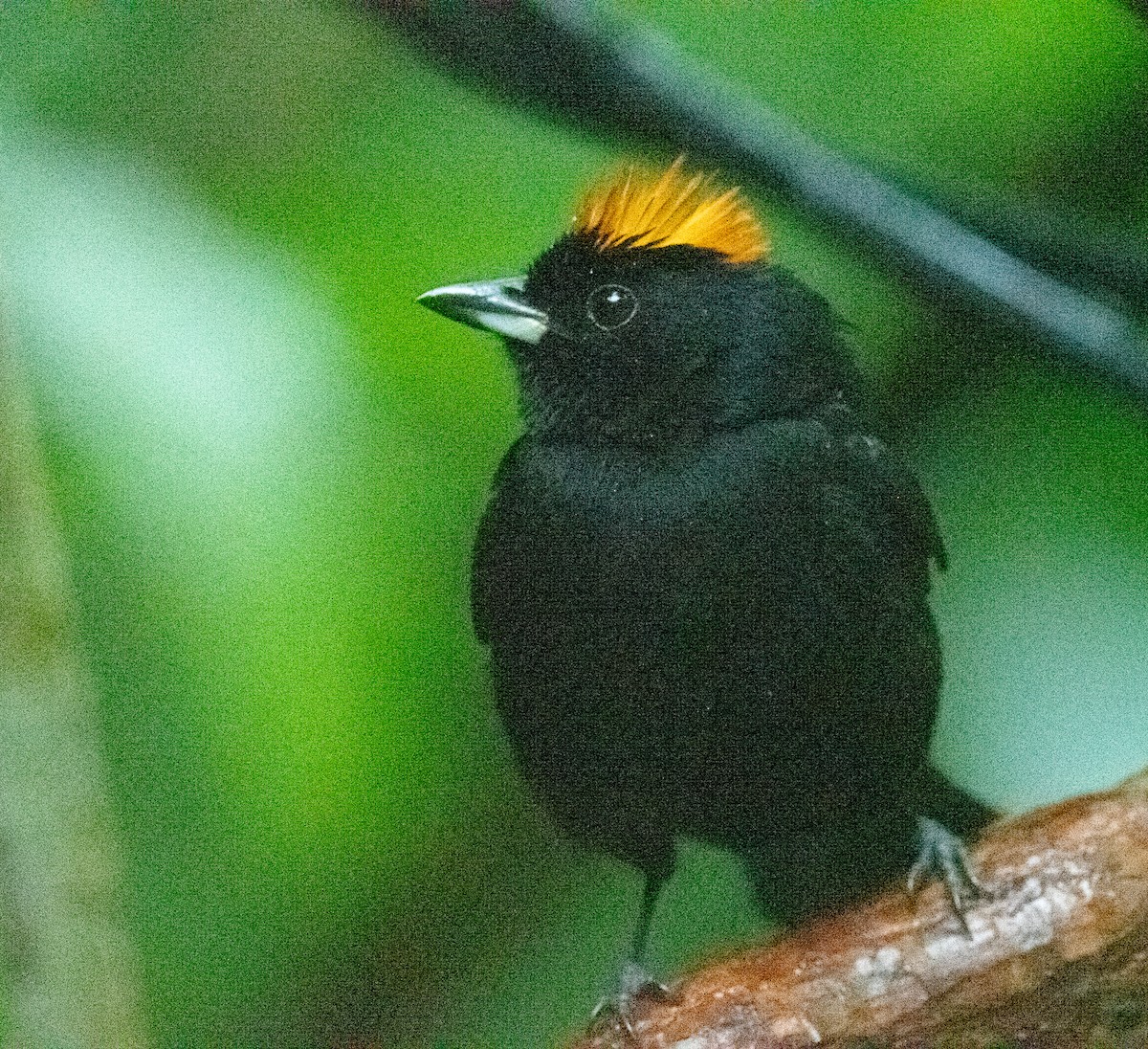 Tawny-crested Tanager - ML651980962