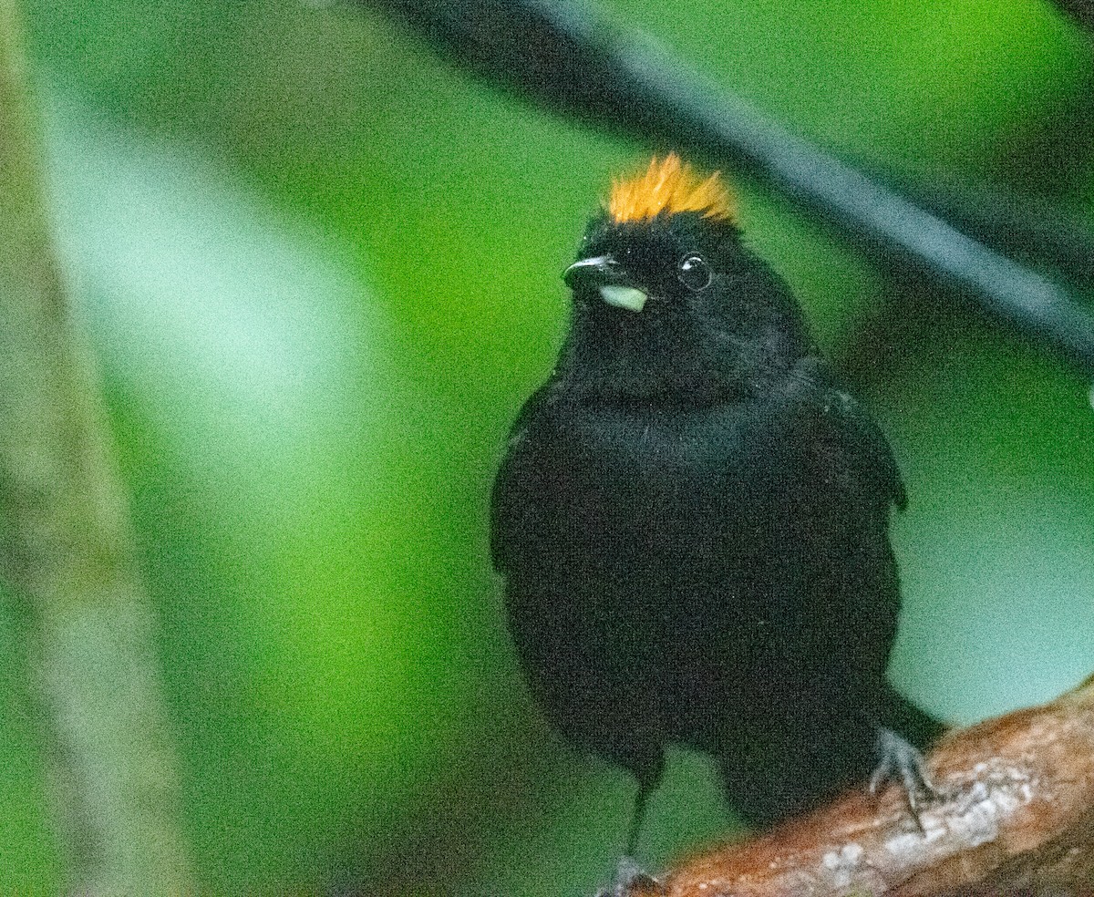 Tawny-crested Tanager - ML651980969