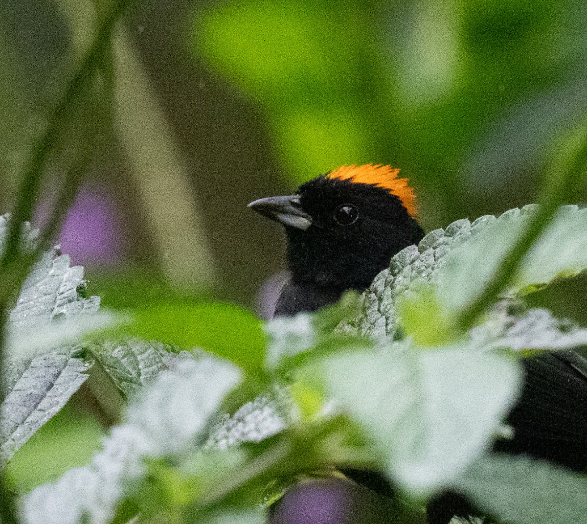 Tawny-crested Tanager - ML651980972