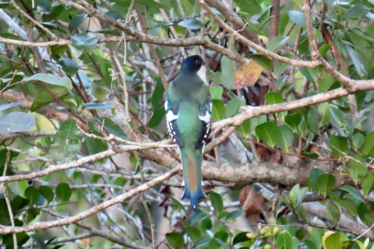 Kubatrogon - ML651981030