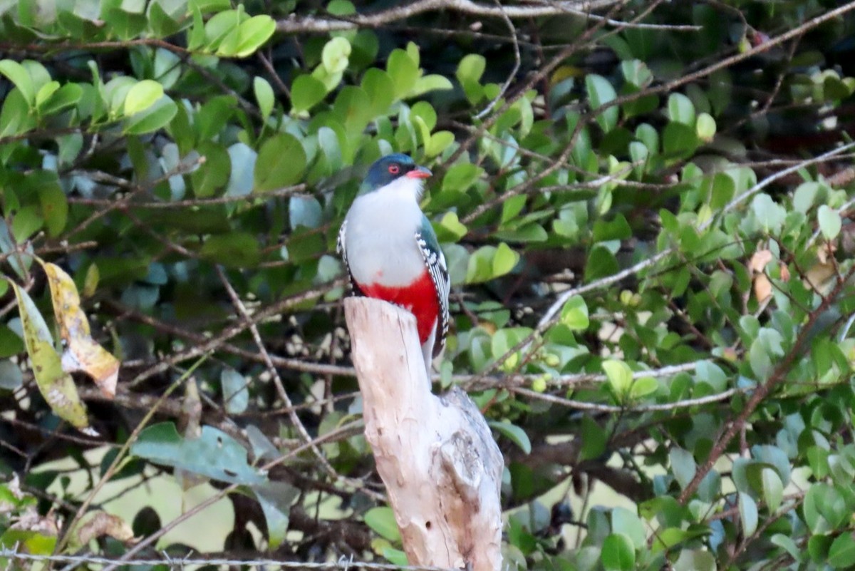 Kubatrogon - ML651981031