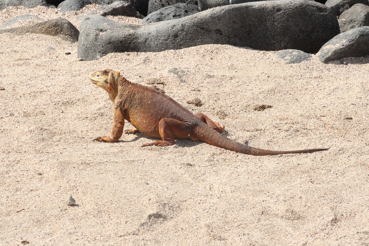 Конолофы - ML651981046