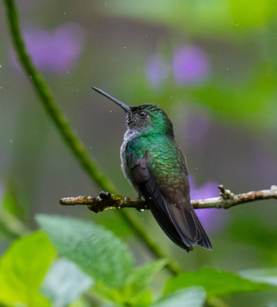 Blue-chested Hummingbird - ML651981098
