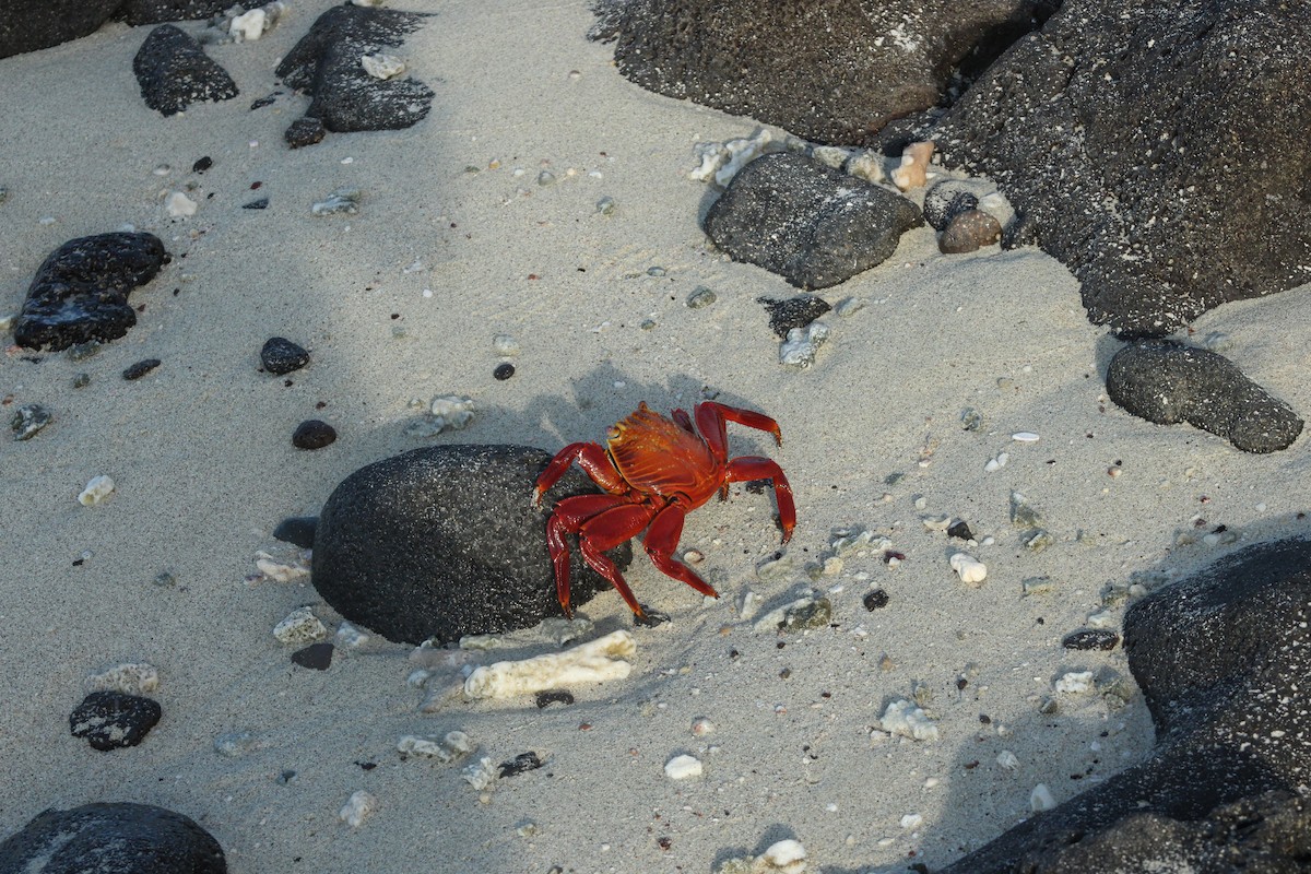 Sally Lightfoot Crab - ML651981278