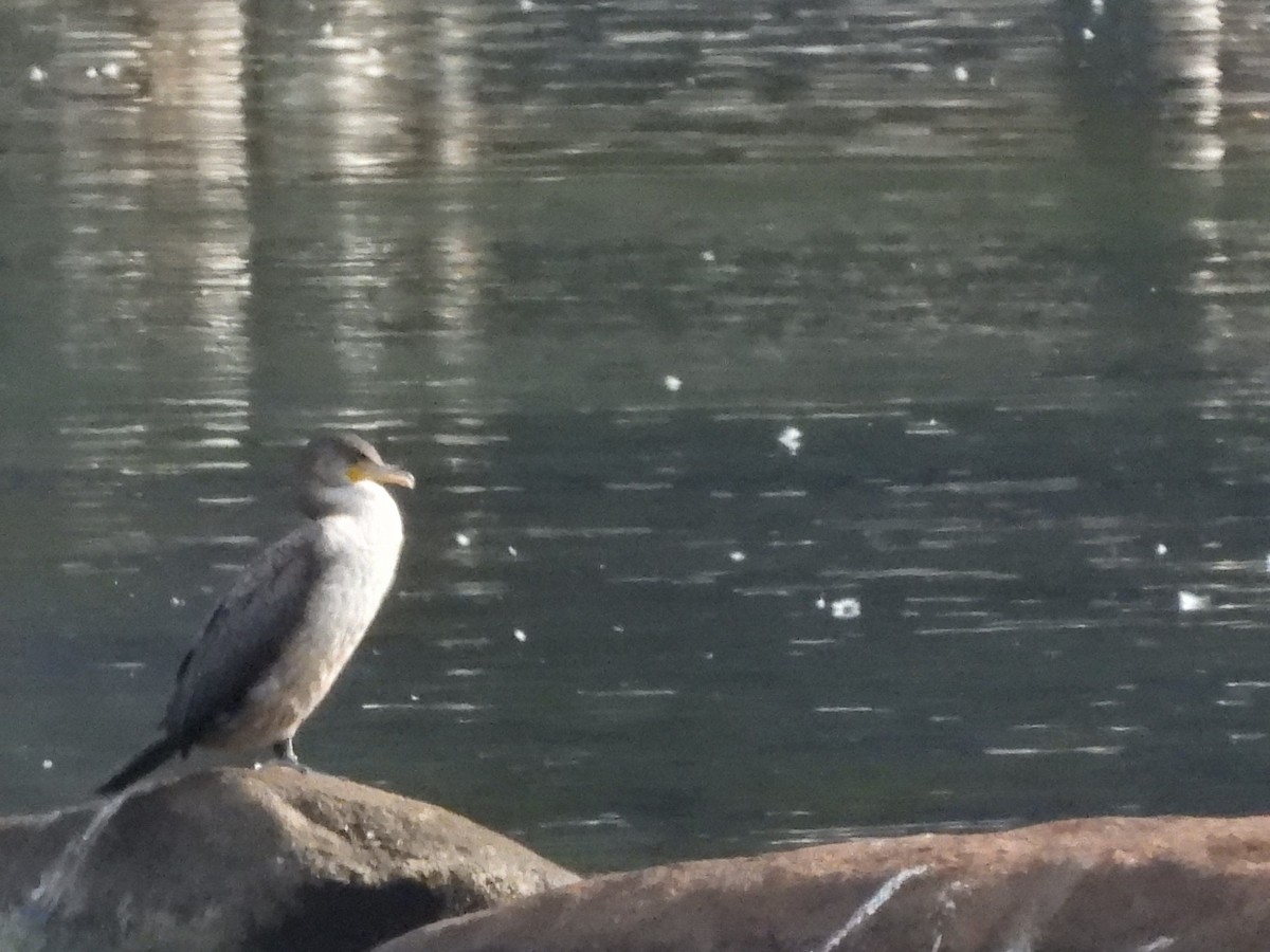 Ушастый баклан - ML651981343