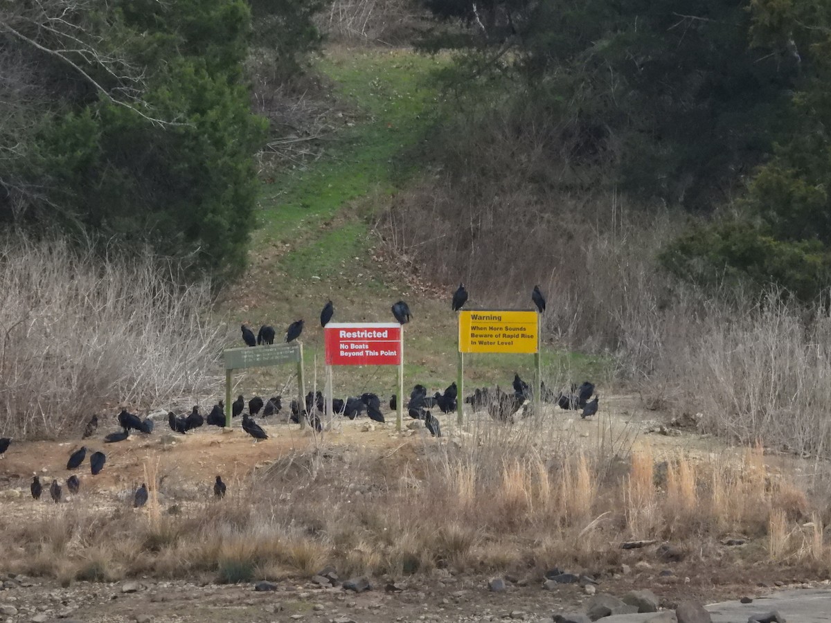 Чёрная катарта - ML651981384