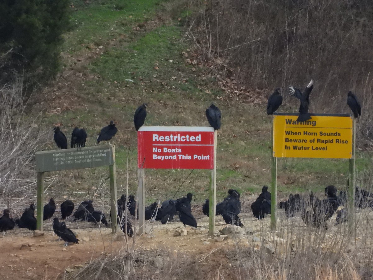 Чёрная катарта - ML651981406