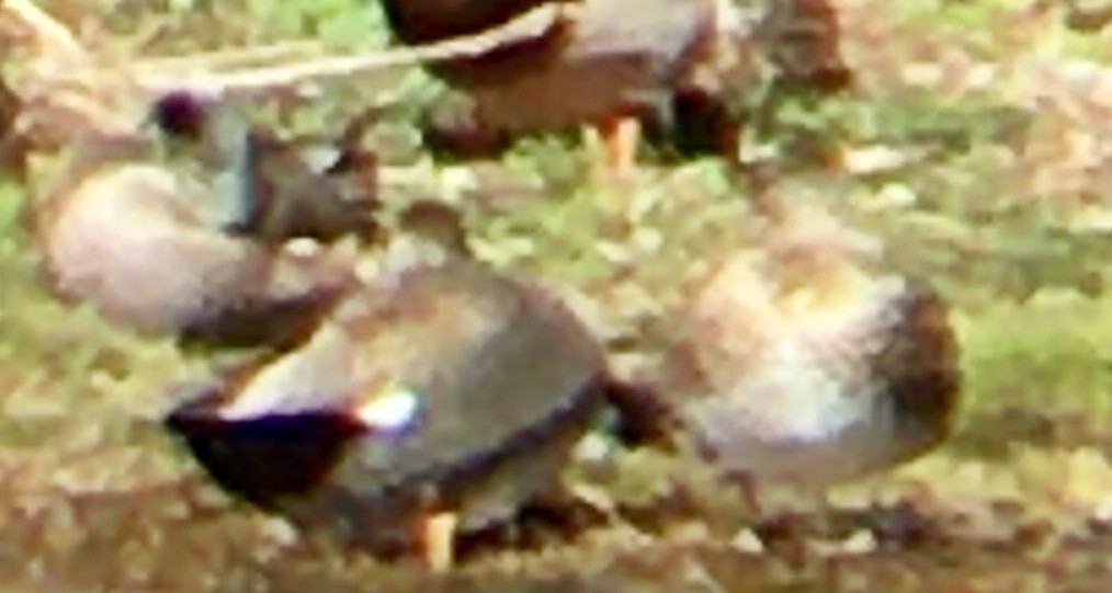 snadderand - ML651981542