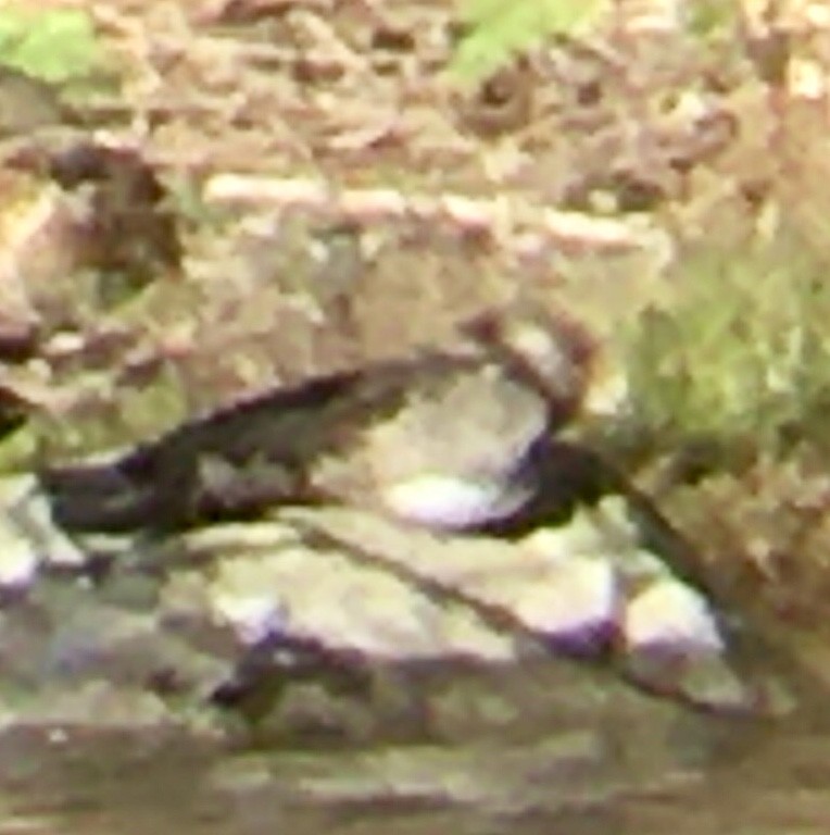 hjelmfiskand - ML651981676