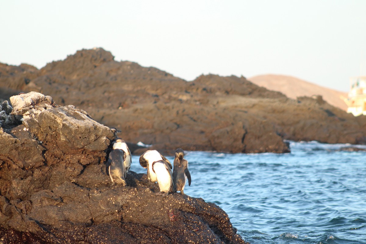 Галапагосский пингвин - ML651981724