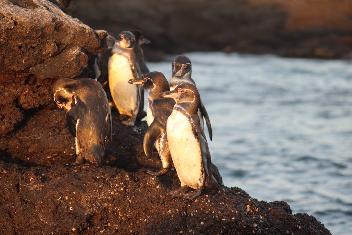 Галапагосский пингвин - ML651981764