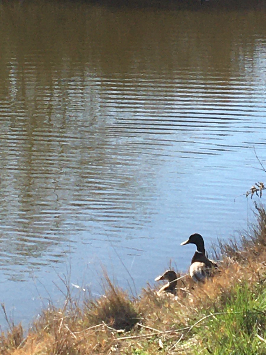 stokkand - ML651981818