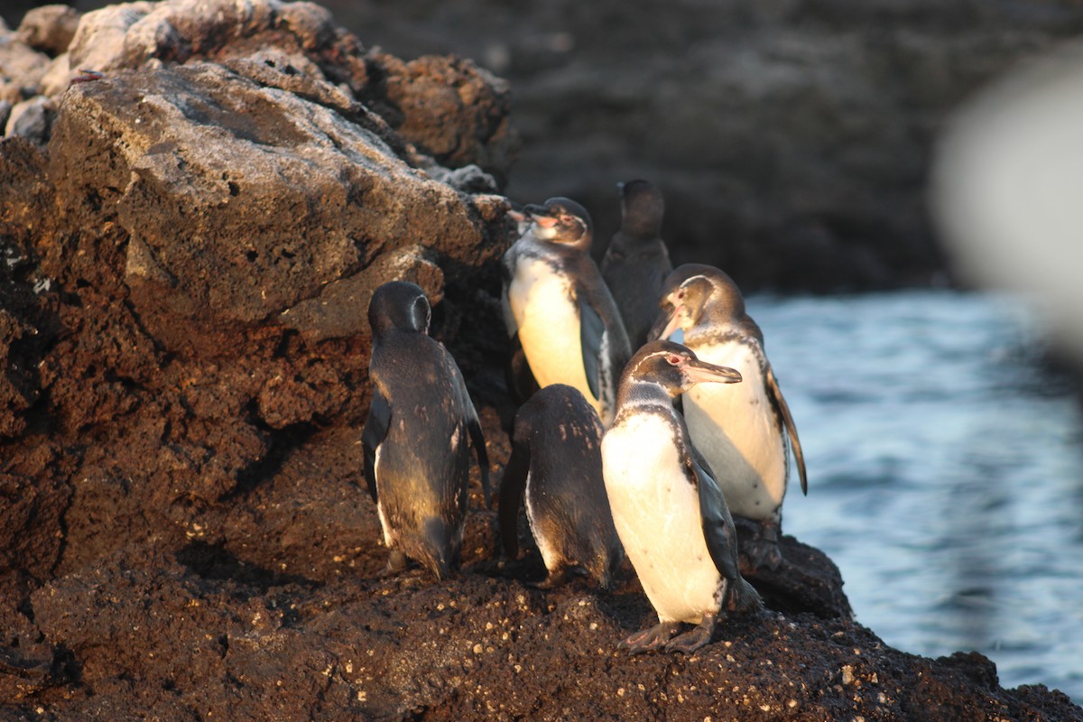 Галапагосский пингвин - ML651981870