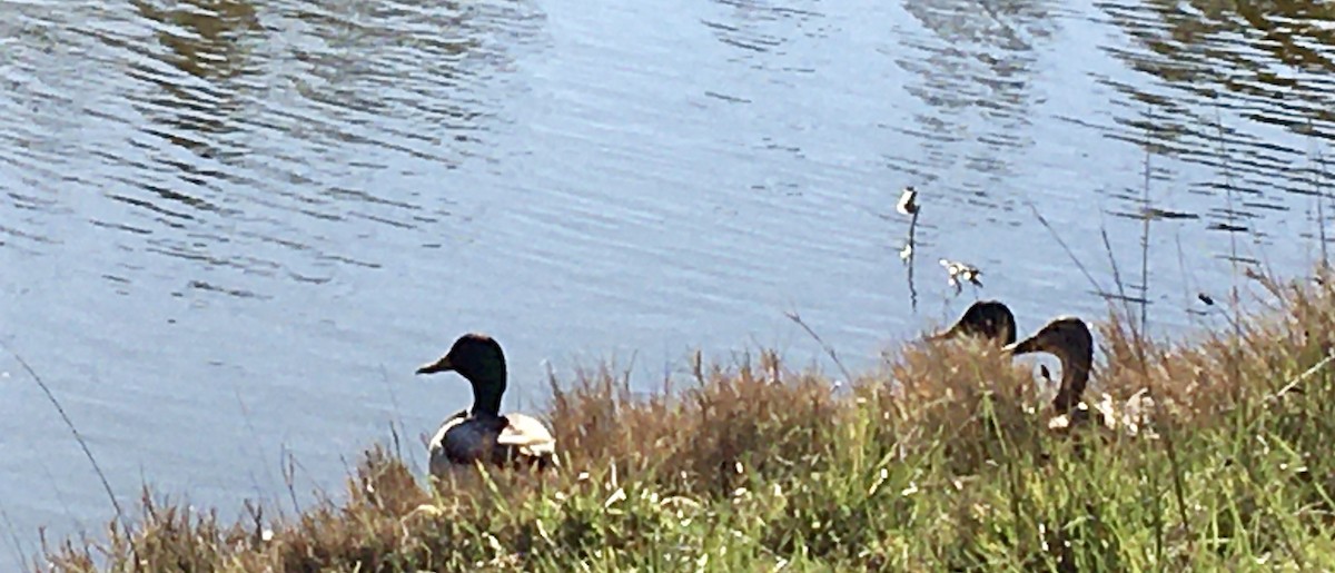 Stockente - ML651981956