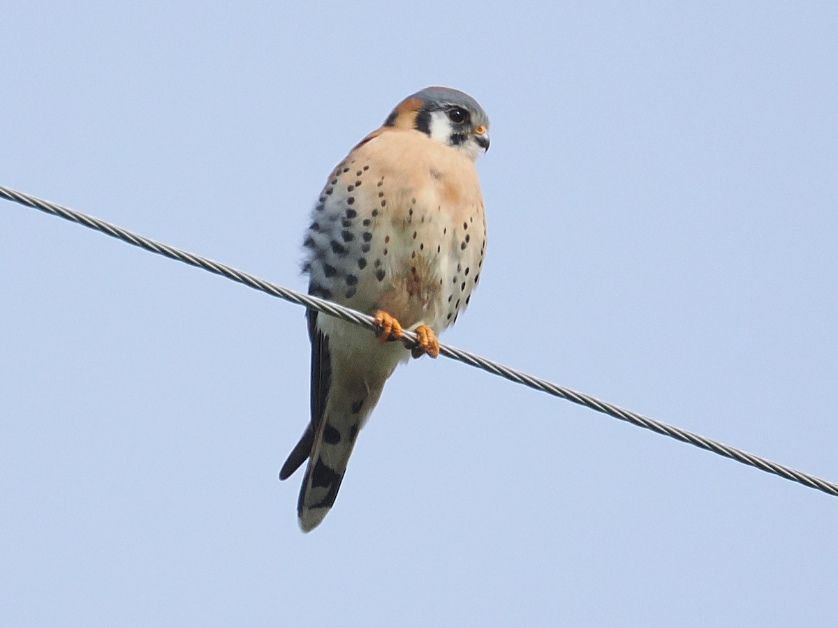 Belatz amerikarra - ML651982606