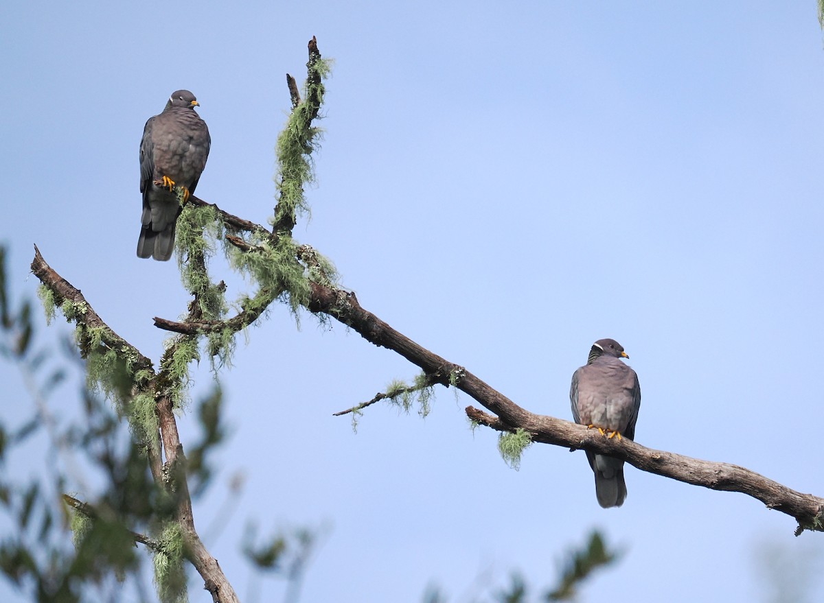 Band-tailed Pigeon - ML651982613