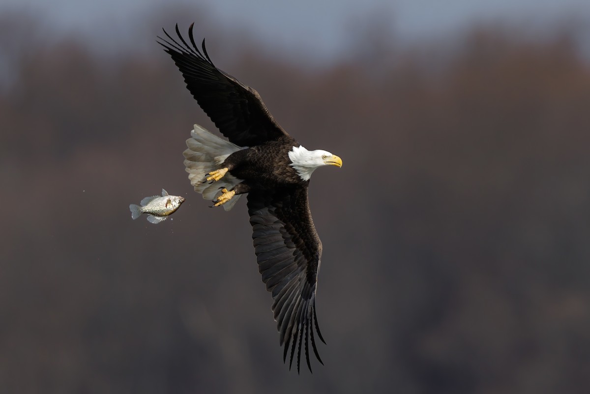עיטם לבן-ראש - ML651982635