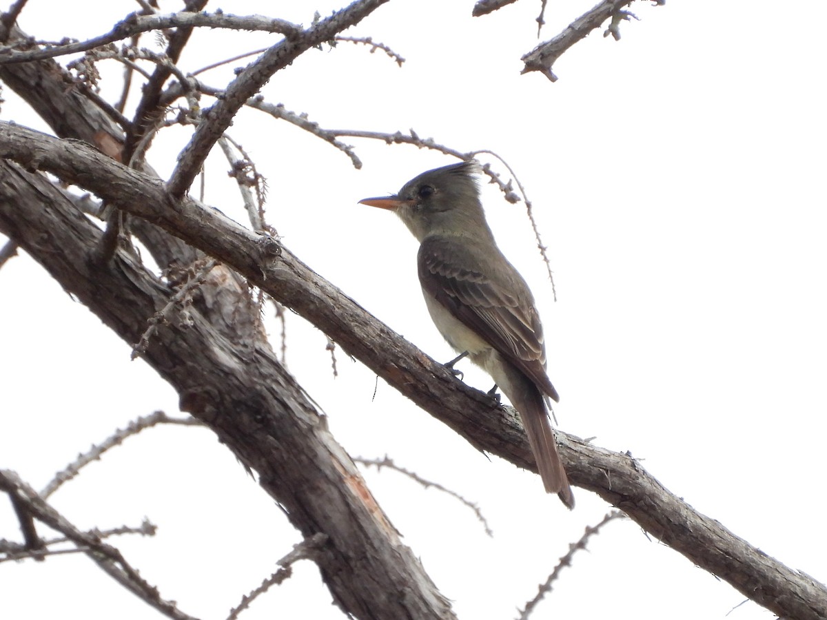 Greater Pewee - ML651982999