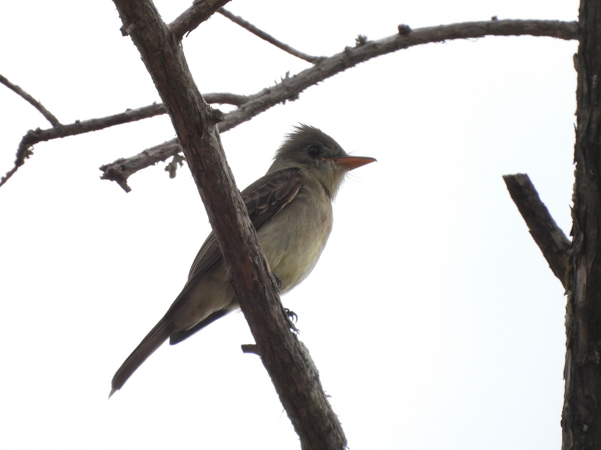 Greater Pewee - ML651983002