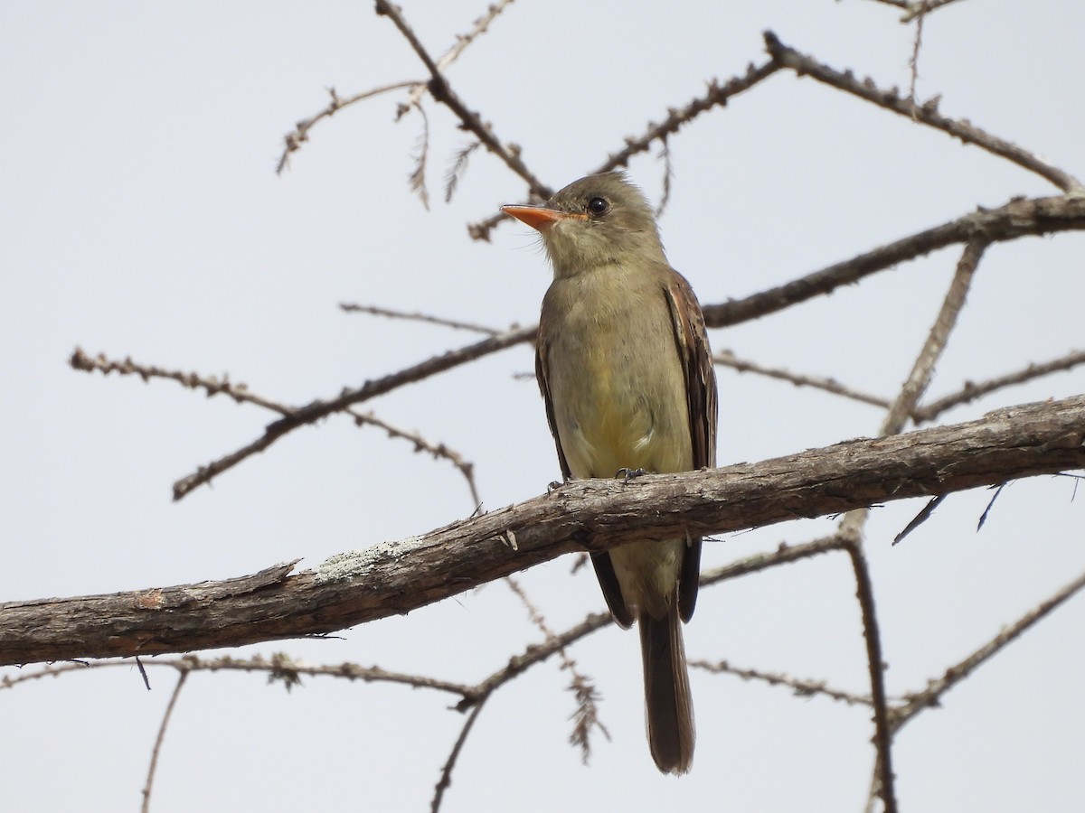Greater Pewee - ML651983005