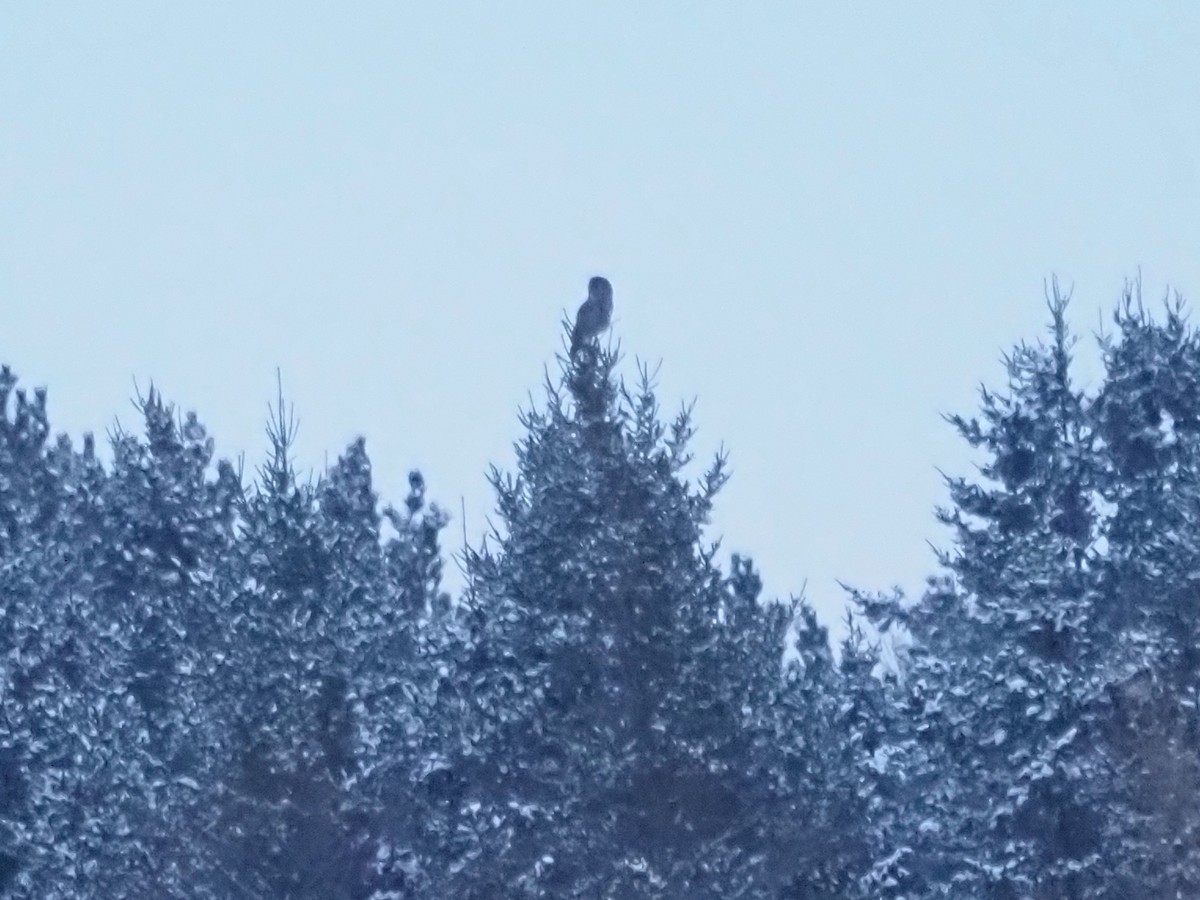 カラフトフクロウ - ML651983306