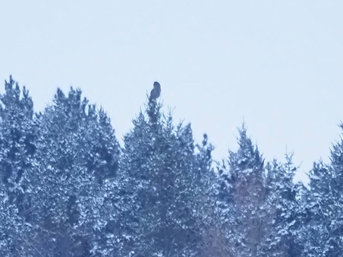 puštík vousatý - ML651983307