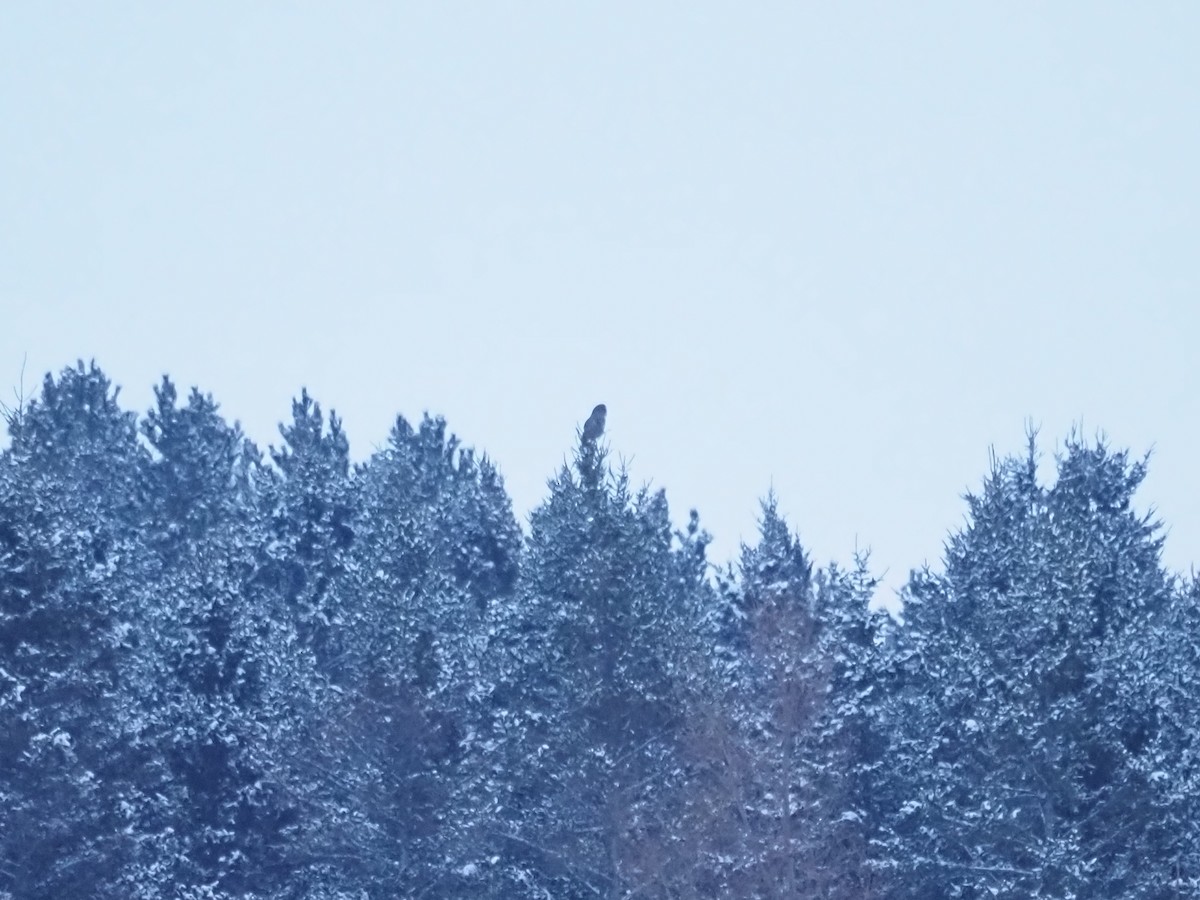 puštík vousatý - ML651983308