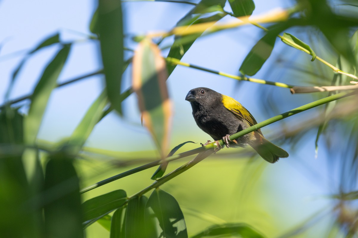 Yellow-shouldered Grassquit - ML651983486