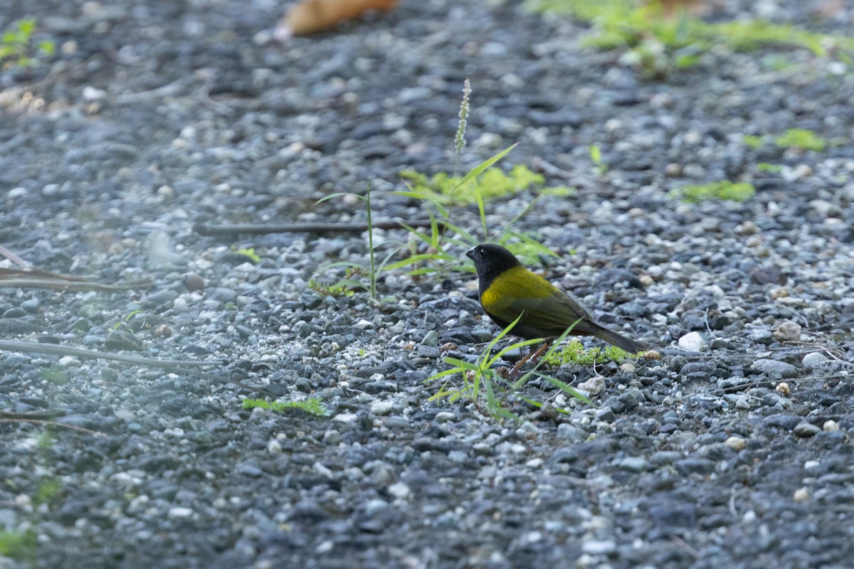 Yellow-shouldered Grassquit - ML651983487