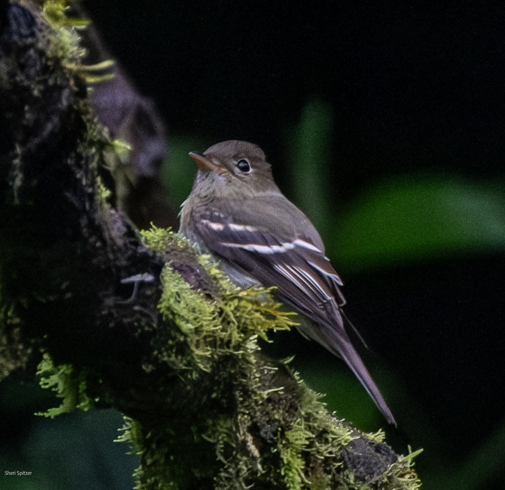 Желтобрюхий мухолов - ML651983663