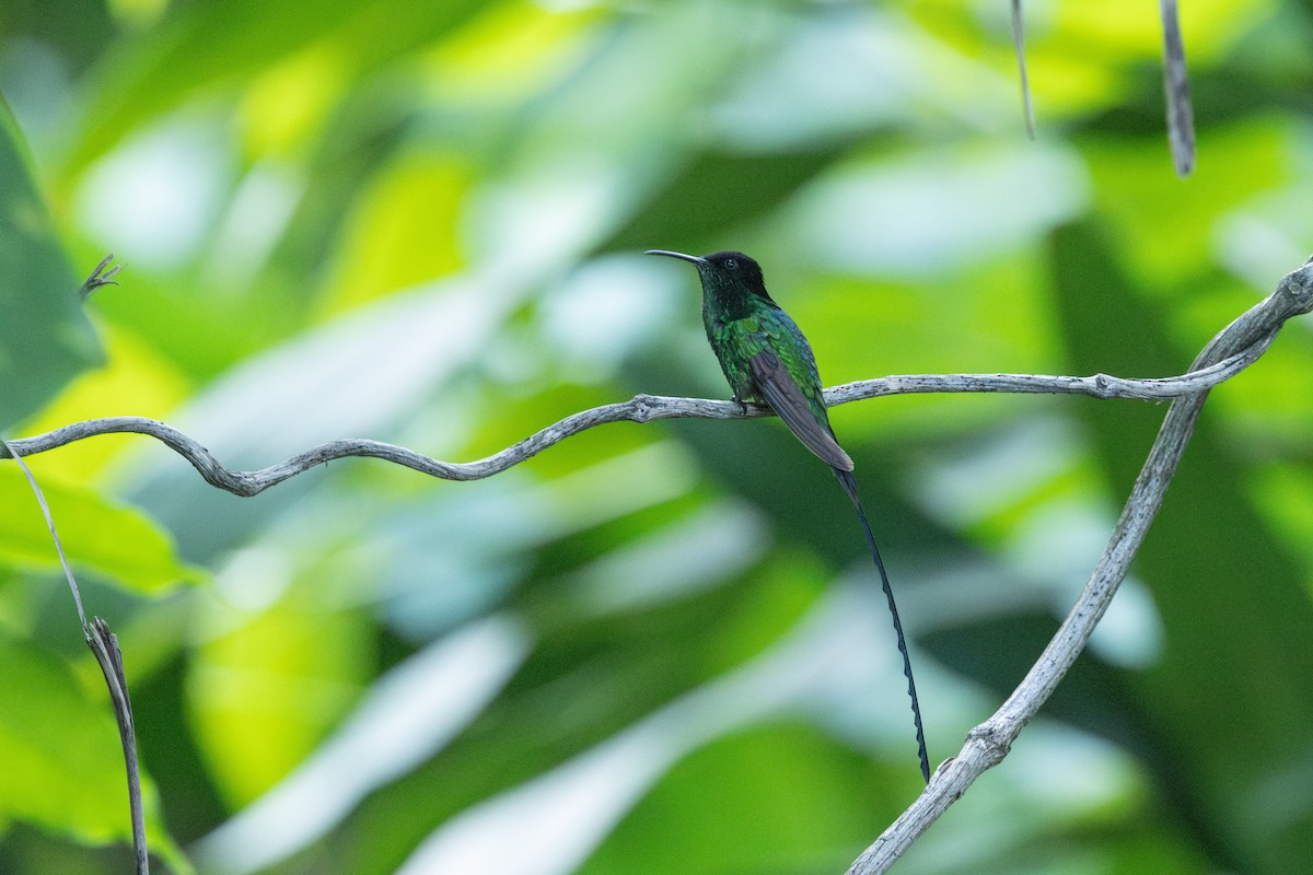 Black-billed Streamertail - ML651983713