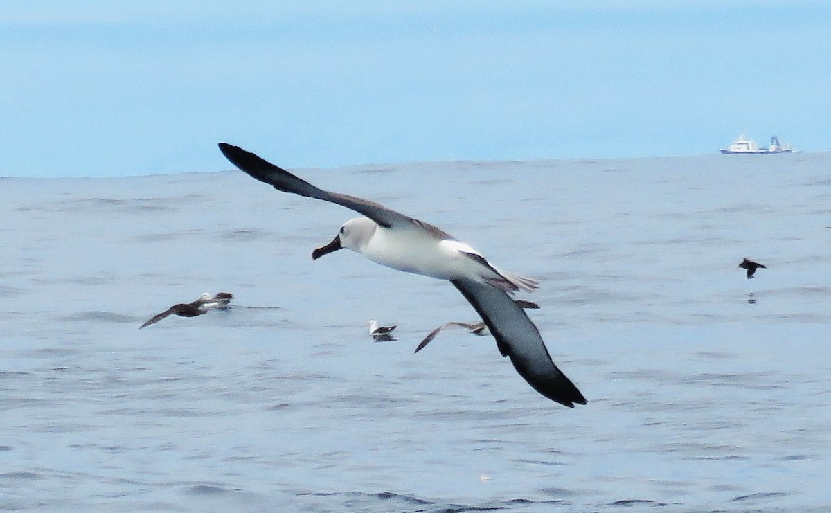 Atlantic Yellow-nosed Albatross - ML651985022