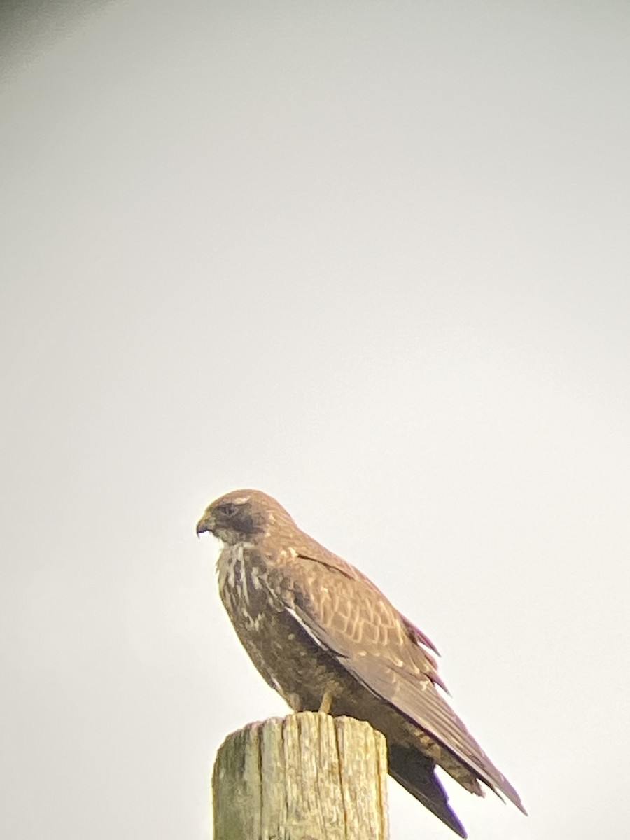 Swainson's Hawk - ML651985056