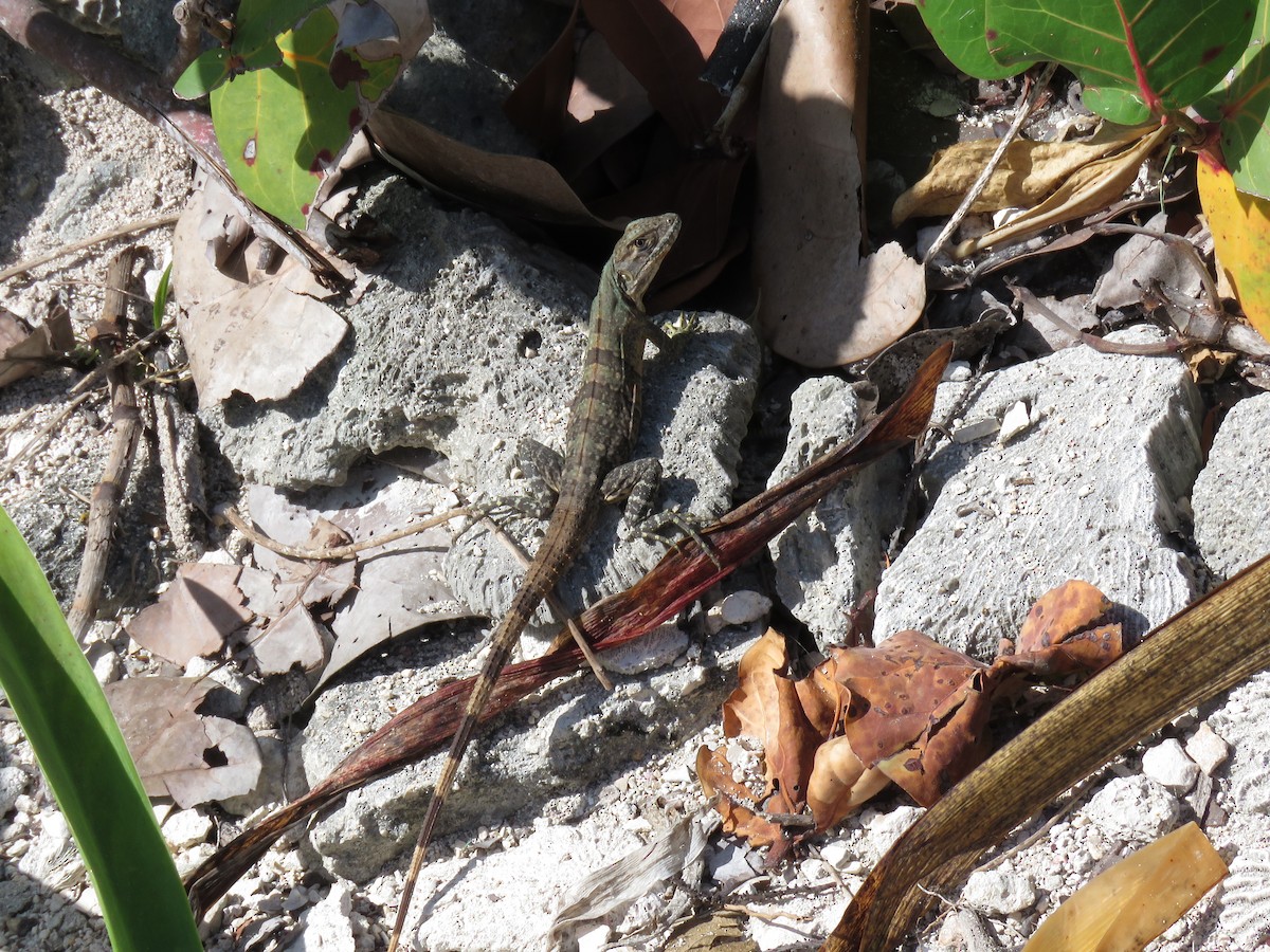 Animals - ML651985477