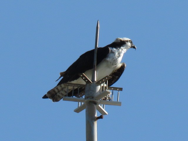 물수리 - ML651985495