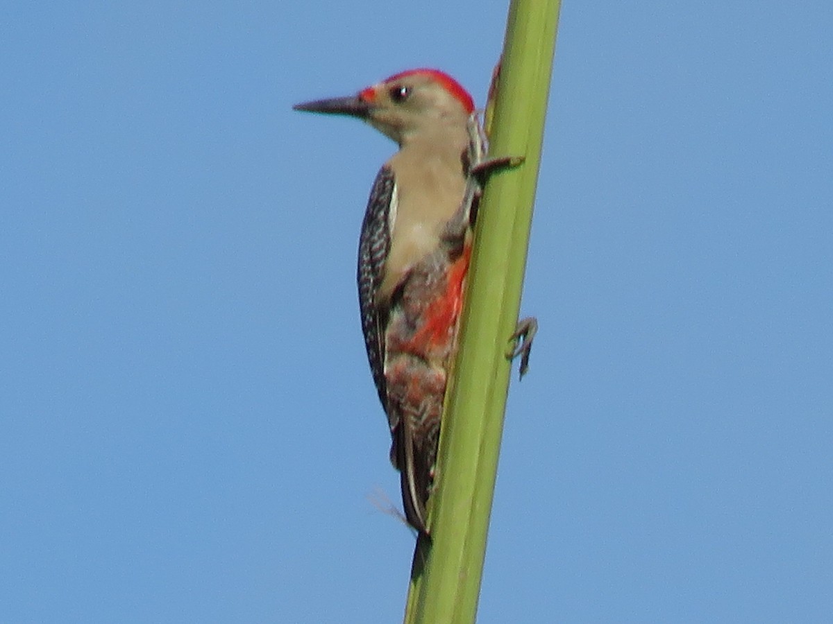 Golden-fronted Woodpecker - ML651985526