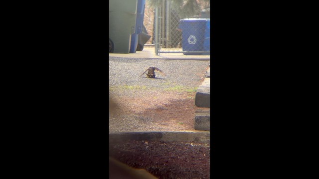 Faucon émerillon - ML651985535