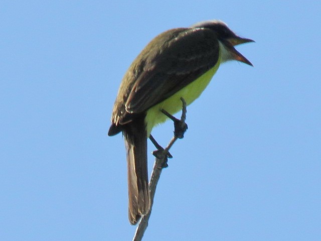 Social Flycatcher - ML651985561