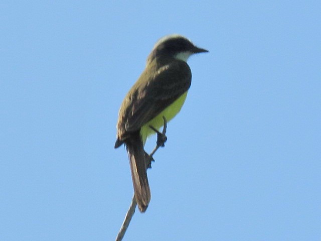 Social Flycatcher - ML651985587