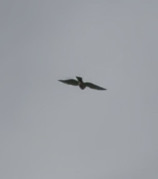 Faucon émerillon - ML651985607