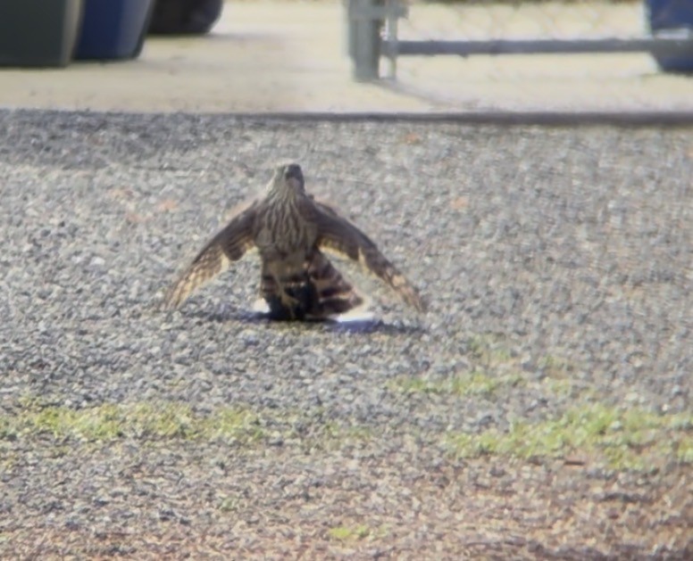 Faucon émerillon - ML651985608