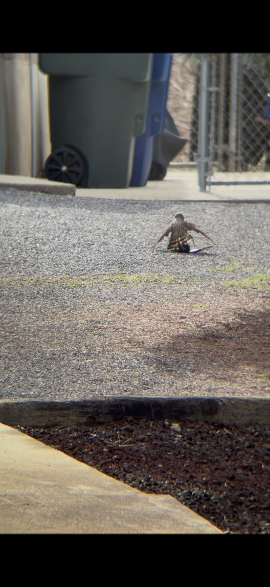 Faucon émerillon - ML651985609